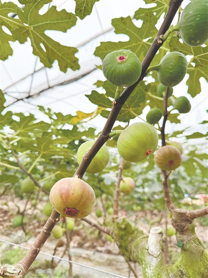 成(cheng)熟無花(huā)果挂滿枝頭。 成(cheng)熟無花(huā)果挂滿枝頭。